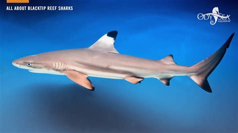 All About Blacktip Reef Sharks Youtube