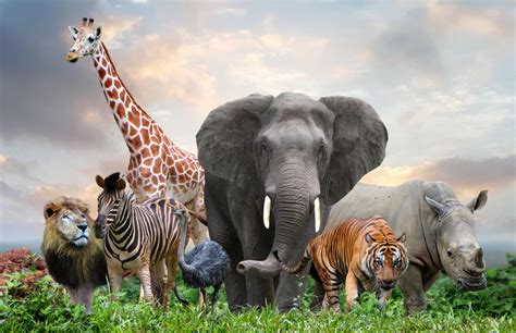 All Animals Together Photo