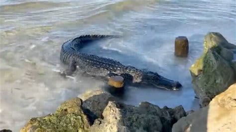 Alligator And Snake Sightings Rise In Florida After Hurricane Ian