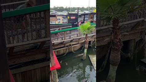 Alligator Feeding At Fudpuckers Destin Fl Youtube