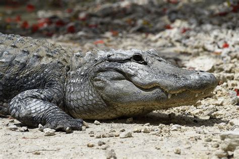 Alligator Filmed Swimming In The Ocean Off Florida Beach In Rare