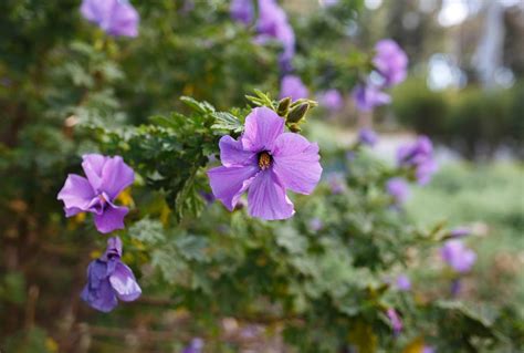 Alyogyne East Coast Gem Native Hibiscus 6 Pot Hello Hello Plants