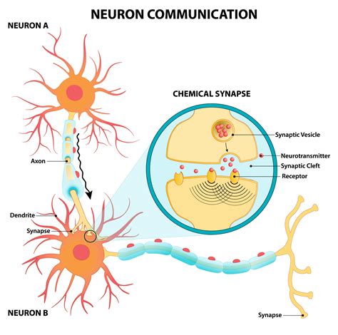 Anatomy Of A Neuron How Neurons Communicate What Is A Synapse