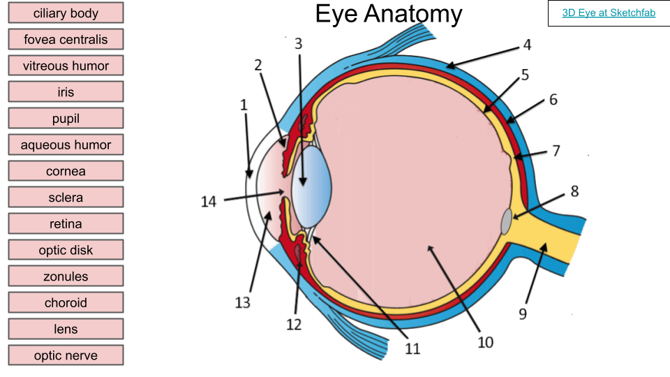 Anatomy Of The Eye Biology For Majors Ii