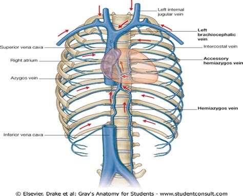 Anatomy Thorax Heart Veins Article