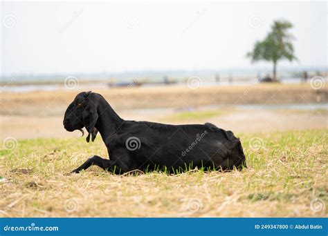 Animal Feeling Alone A Royalty Free Stock Photo From Photocase