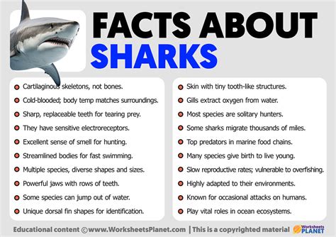 Animal Zoo Life Shark Sharks Shark Pictures Shark Facts Facts About