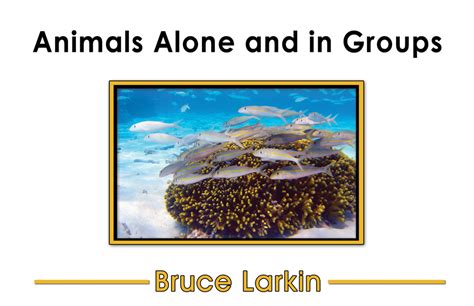 Animals Alone And In Groups First Grade Book Wilbooks