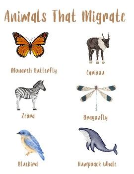 Animals That Migrate Poster By Homeschoolingthings Tpt