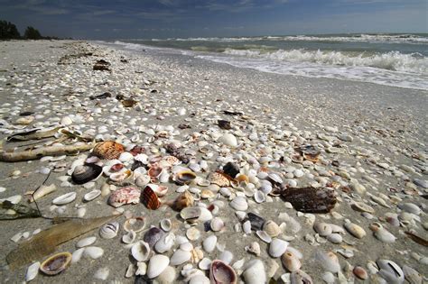 Anna Maria Island Florida Shelling Tips And Rules Cannons Anna