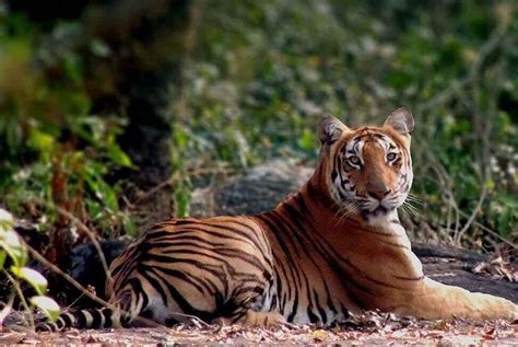 Annamalai Tiger Reserve Pollachi Timings Safari Cost Best Time To Visit