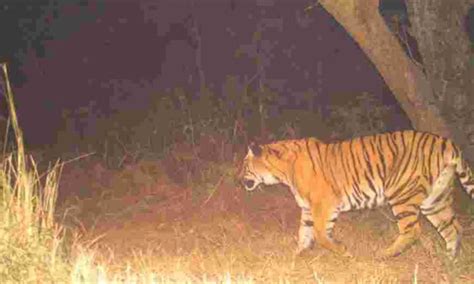 Another Tiger Attack In Wayanad The Tiger Ate Half Of The Cow Amp 39 S Hindquarters Mixindia