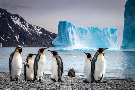 Antarctica Complete Award Winning Cruise To Antarctica