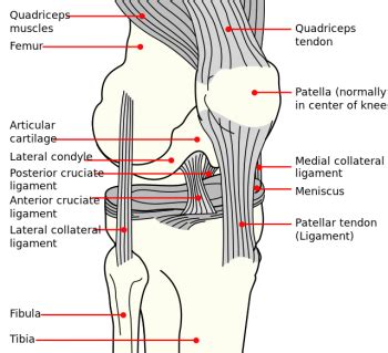 Anterior Cruciate Ligament Acl Physiopedia