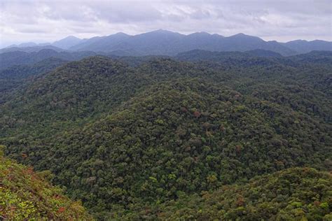 Apenas 15% Dos Hotspots De Biodiversidade Do Mundo Mantêm-Se Intactos - Notícias Ambientais