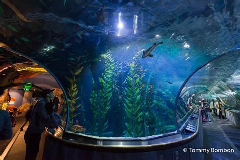 Aquarium Of The Bay Discount Tickets Nearby Attractions