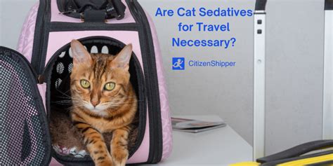 Are Cat Sedatives For Travel Necessary Citizenshipper Blog