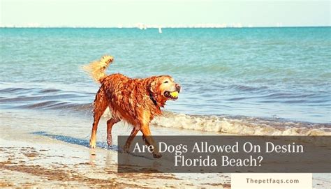 Are Dogs Allowed On Destin Beaches