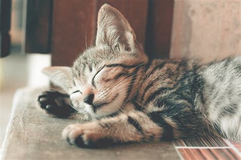 Are Kittens Okay To Be Left Alone Important Facts For New Kitten Owners