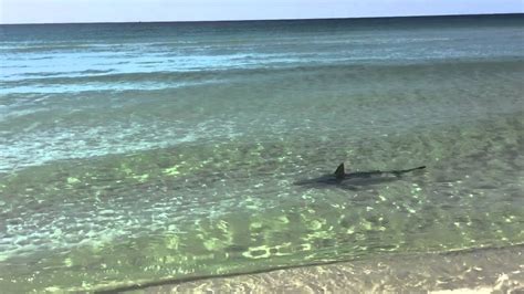 Are There Sharks In Destin Fl Exploring Marine Life In Floridas Gulf Coast