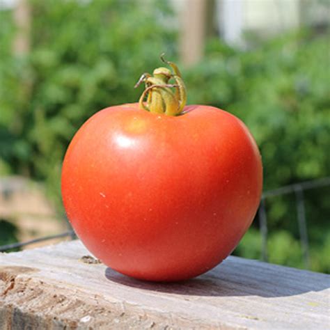 Arkansas Traveler Tomato Variety