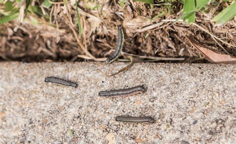 Armyworms Fmc Professional Solutions