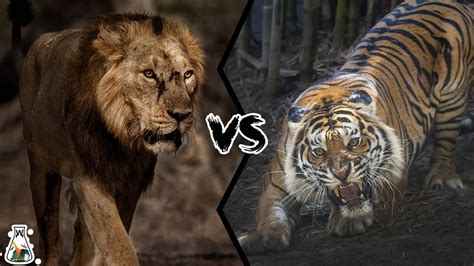 Asiatic Lion Vs Bengal Tiger