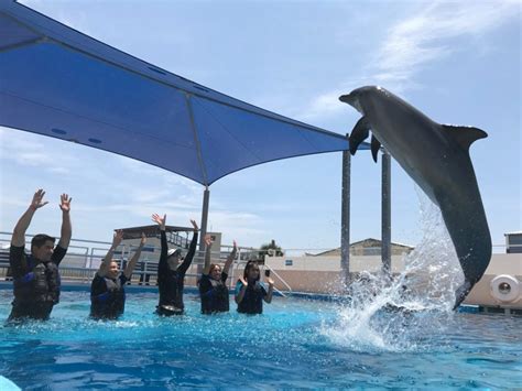 At The Gulfarium Marine Adventure Park You Can Play With Dolphins See