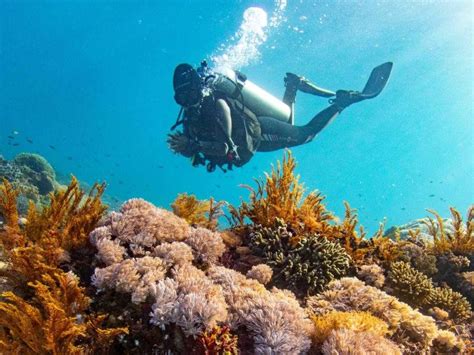 Australia 10 Dive Sites Worthy Of Your Bucket List Scuba Splash