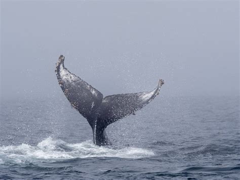 Australian Kayaker Witnesses Humpback Whale Ritual Rarely Seen By