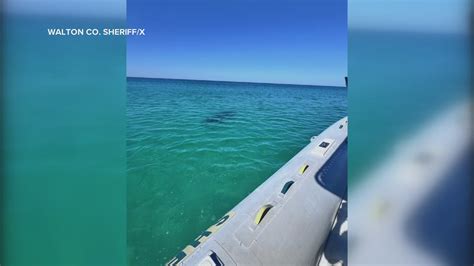 Authorities Find Hammerhead Shark Near Beach Following Shark Attacks At