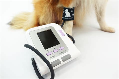 Automatic Blood Pressure Monitor Veterinary At Adam Miller Blog