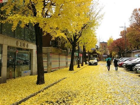 Autumn Foliage In Busan Top 6 Busan Attractions In Autumn Around