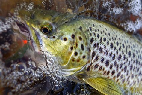 Autumn Seatrout Fyn