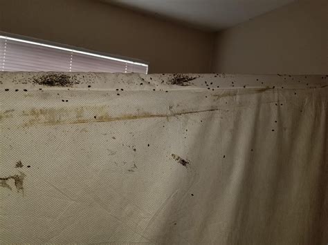 Awful Bed Bug Infestation R Oddlyterrifying