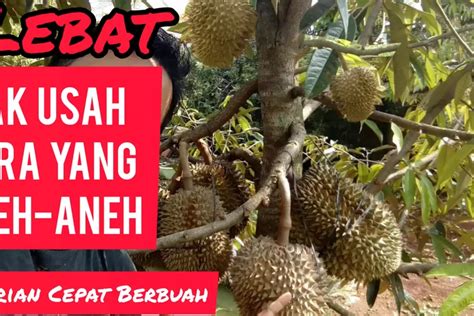 Baja Garsoni Untuk Pokok Durian Yang Lebat Tiktok