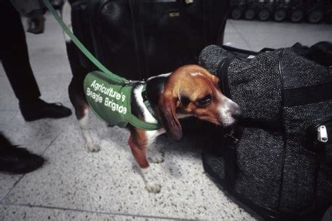 Beagles Sniff Out Trouble At U S Customs Travel Travel Tips Nbc News