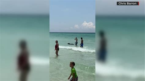 Bear Joins Destin Florida Beachgoers For A Summer Splash Abc7 San Francisco