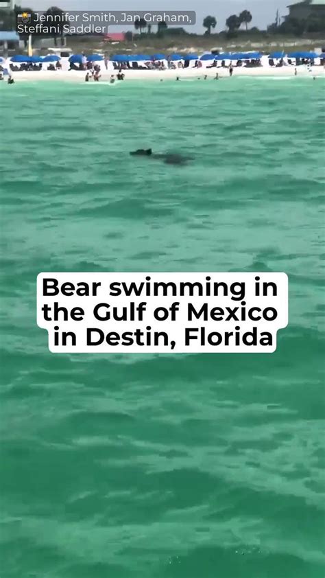 Bear Spotted Swimming In The Gulf Of Mexico Near Destin Florida Flipboard