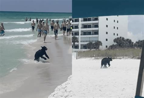 Bear Swimming In Destin Fl Glad Philis