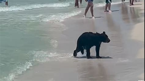 Bears On The Beach It S Not Uncommon Florida Charter Boat Captain Says After Bear Swims To