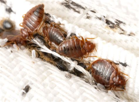 Bed Bug Infestation On The Rise Coby S Pest Control