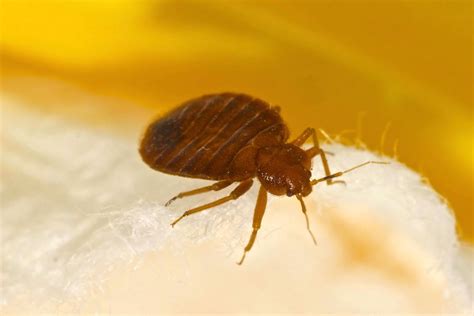 Bed Bugs Can Infest Anytime And Anywhere Pembroke Ma