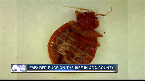 Bed Bugs On The Rise In Boise