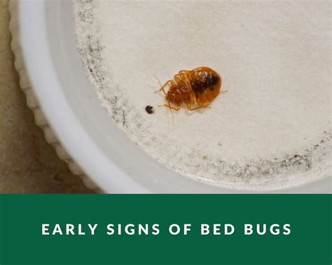 Bed Bugs Signs On Bed Bed Bug Get Rid