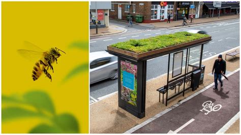 Bee Friendly Bus Stops Are The Latest Innovation To Save Our Pollinator Pals