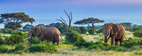 Best African Safari Destinations The Best Places To Go On Safari