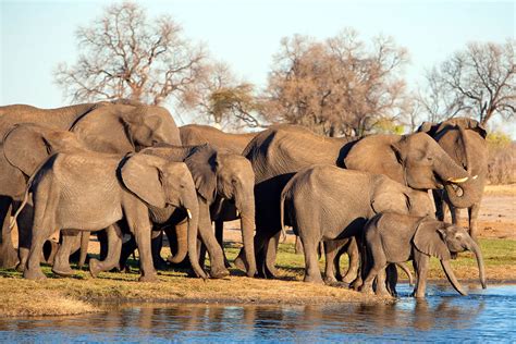 Best African Safari Tours Our Top 10 Picks Go2africa