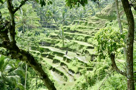 Best Bali Walks A Guide To Easy Walks Hikes By Location