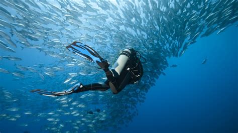 Best Dive Sites Around The World Bookmundi